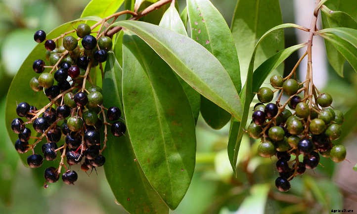 Ardisia: Caring For Christmas Berry Plants