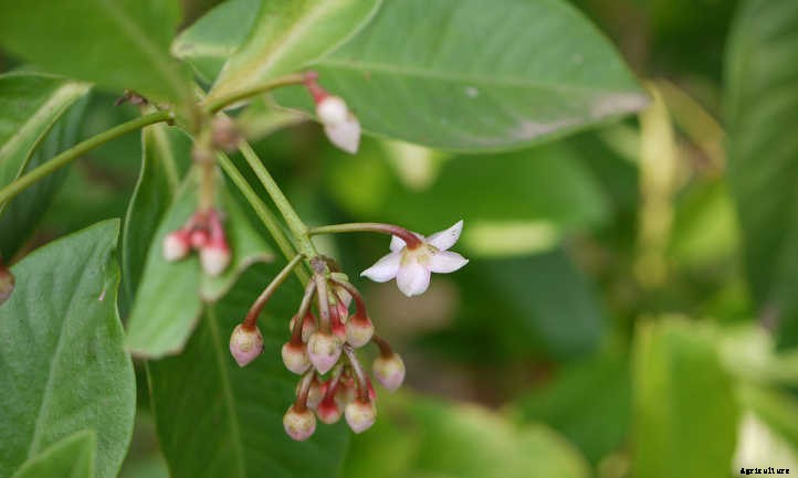 Ardisia: Caring For Christmas Berry Plants