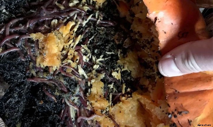 Harvesting Worm Castings: 4 Foolproof Methods