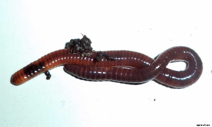 What Kind of Worms Should I Compost With?