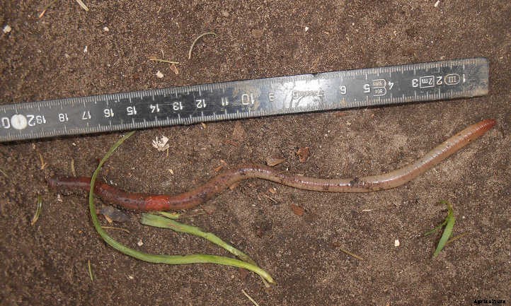 What Kind of Worms Should I Compost With?