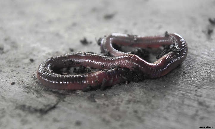 What Kind of Worms Should I Compost With?