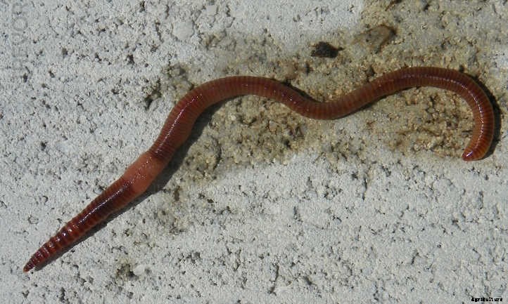 What Kind of Worms Should I Compost With?