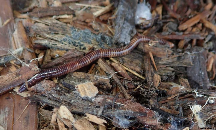 What Kind of Worms Should I Compost With?