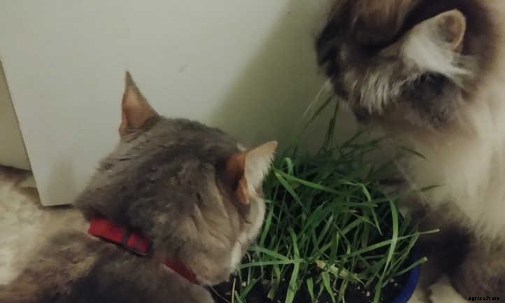 Cat Grass: Growing Tasty Treats For Your Feline Friends