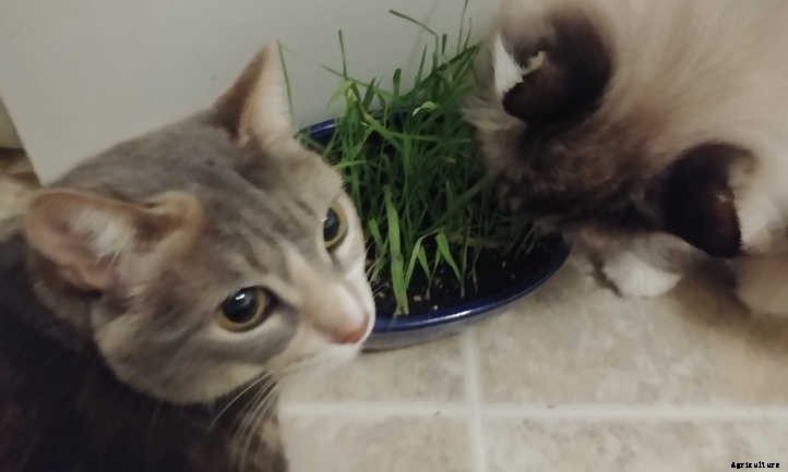 Cat Grass: Growing Tasty Treats For Your Feline Friends
