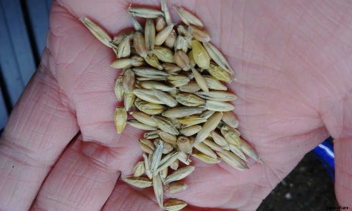 Cat Grass: Growing Tasty Treats For Your Feline Friends