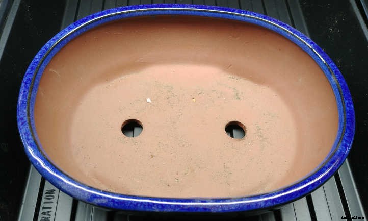 Cat Grass: Growing Tasty Treats For Your Feline Friends