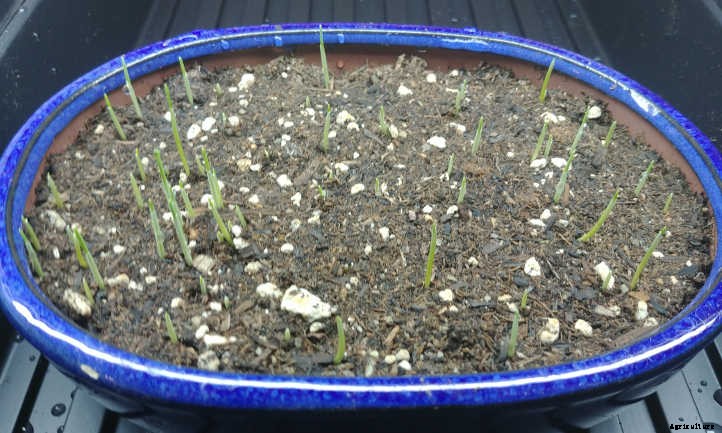 Cat Grass: Growing Tasty Treats For Your Feline Friends