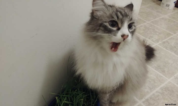 Cat Grass: Growing Tasty Treats For Your Feline Friends