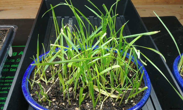 Cat Grass: Growing Tasty Treats For Your Feline Friends
