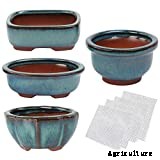 Cat Grass: Growing Tasty Treats For Your Feline Friends