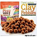 Cat Grass: Growing Tasty Treats For Your Feline Friends