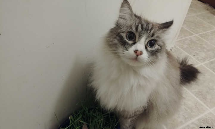 Cat Grass: Growing Tasty Treats For Your Feline Friends