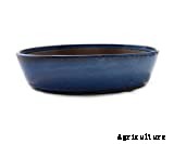 Cat Grass: Growing Tasty Treats For Your Feline Friends