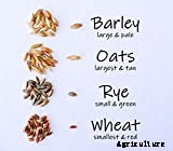 Cat Grass: Growing Tasty Treats For Your Feline Friends