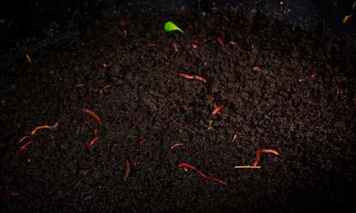Worm Castings: Powerhouse Poop From Wiggly Worms