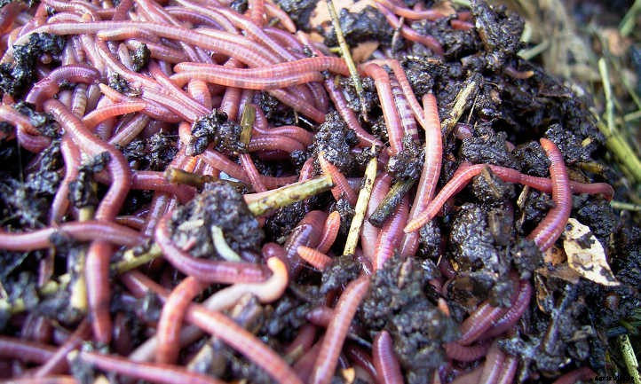 Worm Castings: Powerhouse Poop From Wiggly Worms