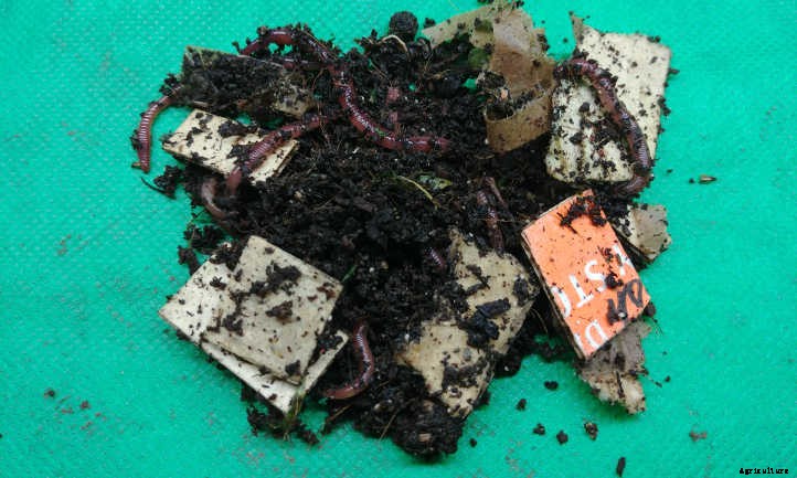 Worm Castings: Powerhouse Poop From Wiggly Worms