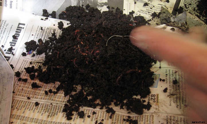 Worm Castings: Powerhouse Poop From Wiggly Worms