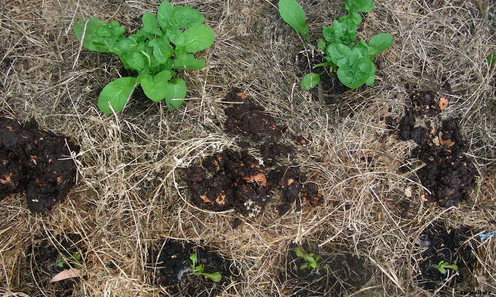 Worm Castings: Powerhouse Poop From Wiggly Worms