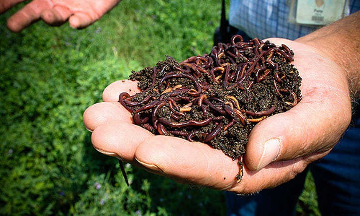 Worm Castings: Powerhouse Poop From Wiggly Worms