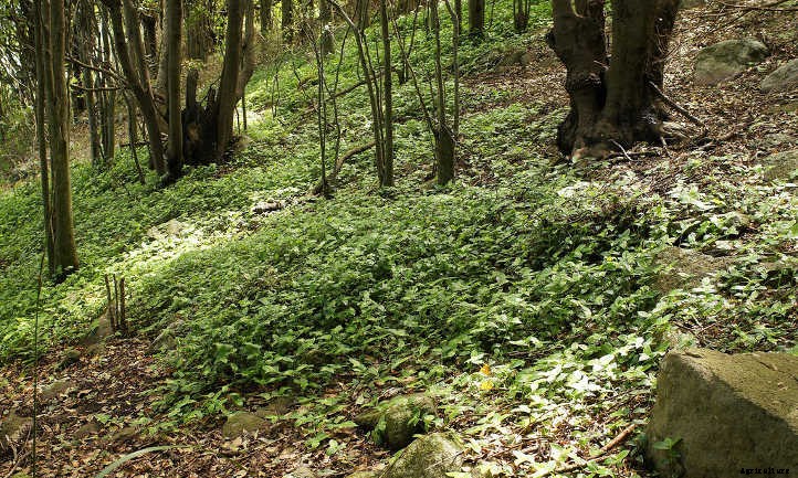 Wandering Jew Plant Outdoors? Yes, It’s Possible!