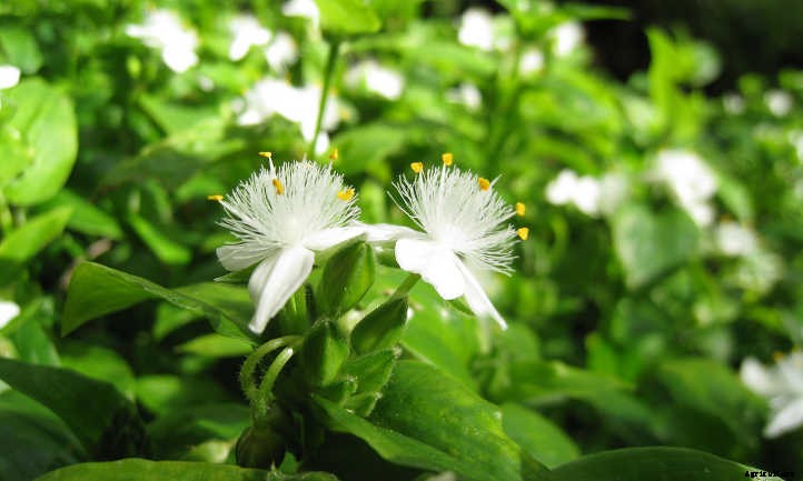 Wandering Jew Plant Outdoors? Yes, It’s Possible!