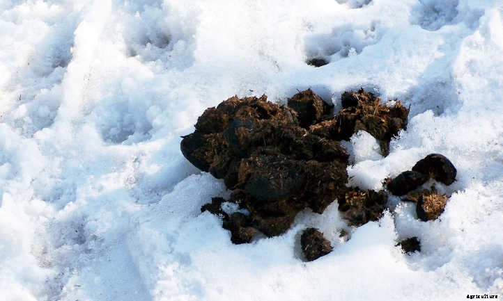 Horse Manure: From Road Apples To Fertilizer