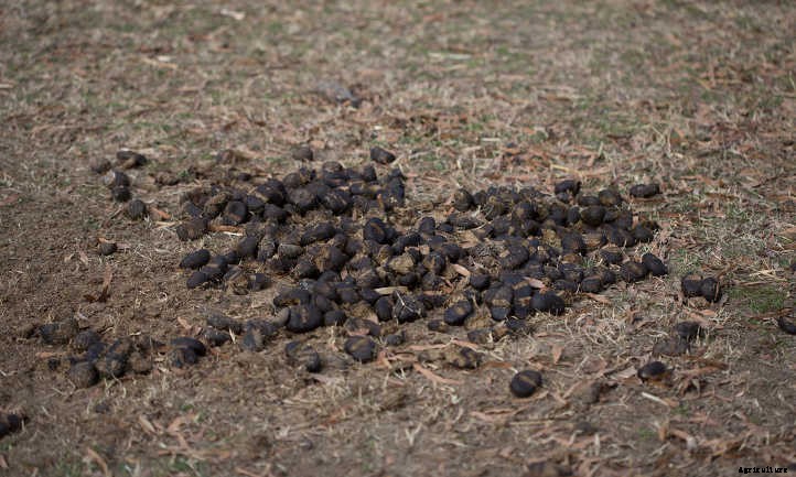 Horse Manure: From Road Apples To Fertilizer
