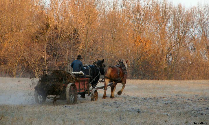 Horse Manure: From Road Apples To Fertilizer