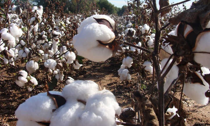 Cottonseed Meal: A Trash To Treasure Fertilizer Story
