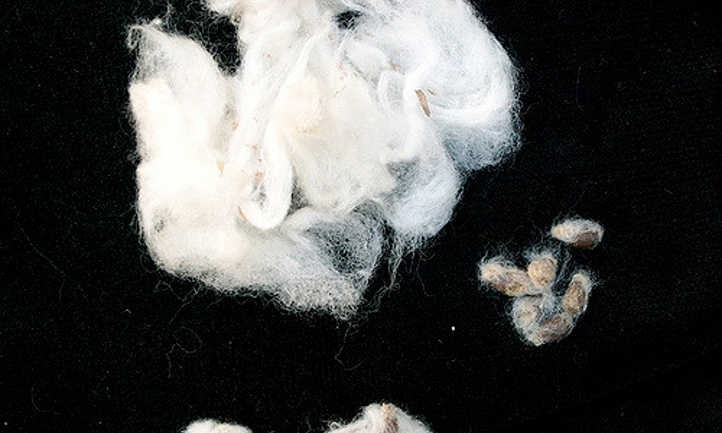 Cottonseed Meal: A Trash To Treasure Fertilizer Story