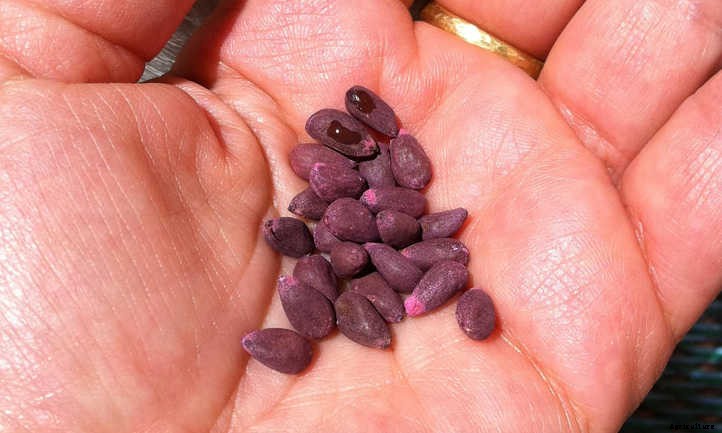 Cottonseed Meal: A Trash To Treasure Fertilizer Story