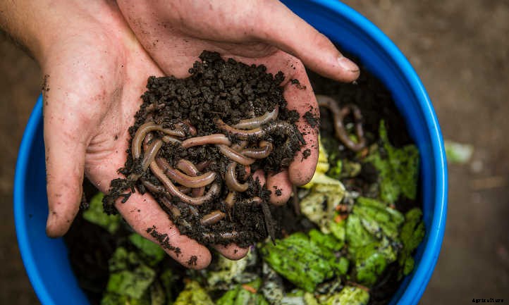 What To Feed Worms For Epic Vermicompost