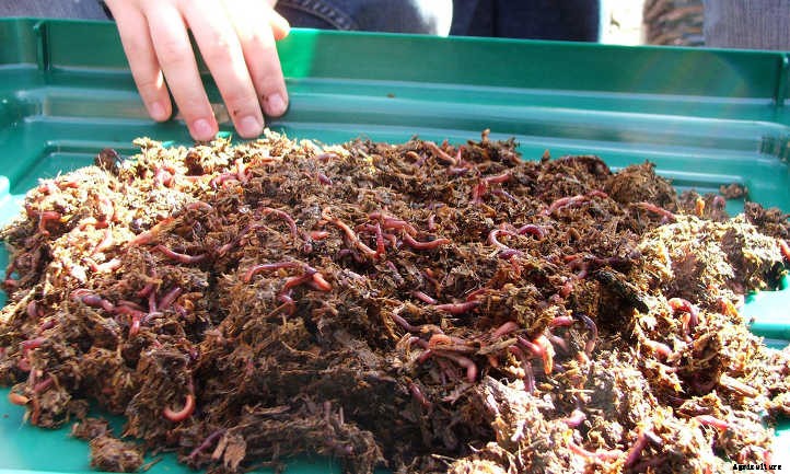 What To Feed Worms For Epic Vermicompost