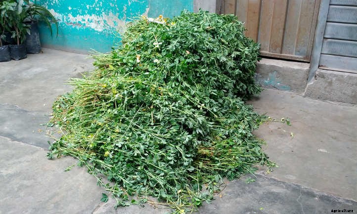 Alfalfa Meal: Fertilizer to Super-Charge Your Soil