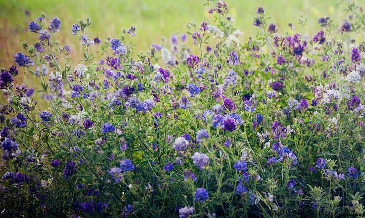 Alfalfa Meal: Fertilizer to Super-Charge Your Soil