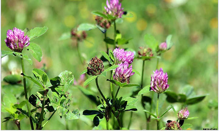Alfalfa Meal: Fertilizer to Super-Charge Your Soil