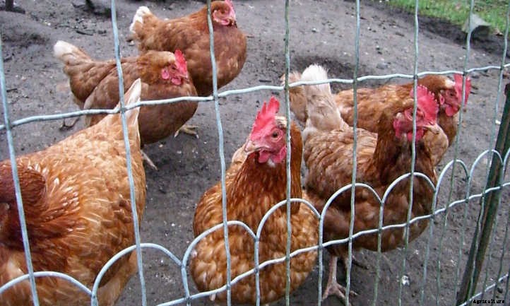 Chicken Manure: Turning Waste Into Quality Fertilizer