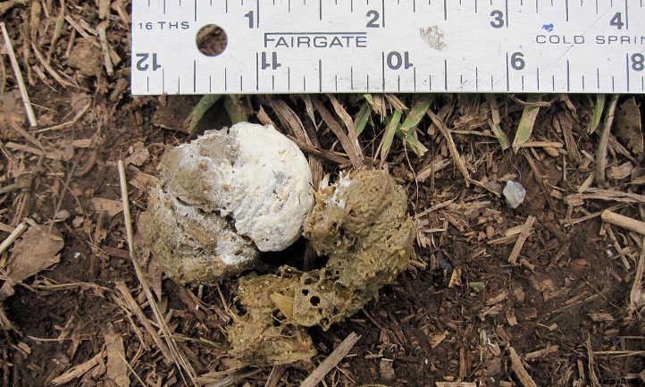 Chicken Manure: Turning Waste Into Quality Fertilizer