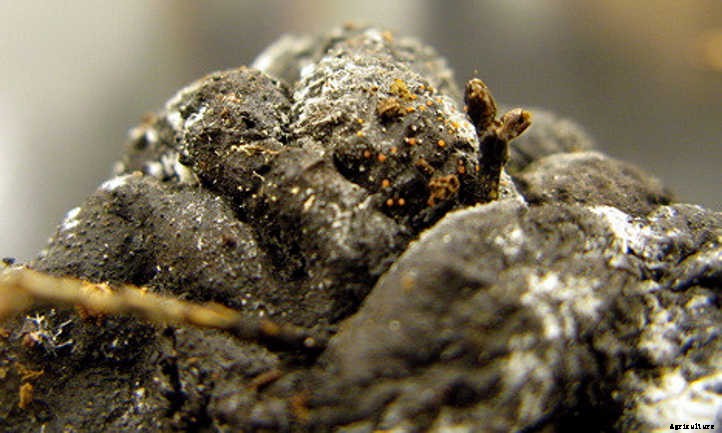 Chicken Manure: Turning Waste Into Quality Fertilizer