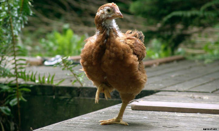 Chicken Manure: Turning Waste Into Quality Fertilizer