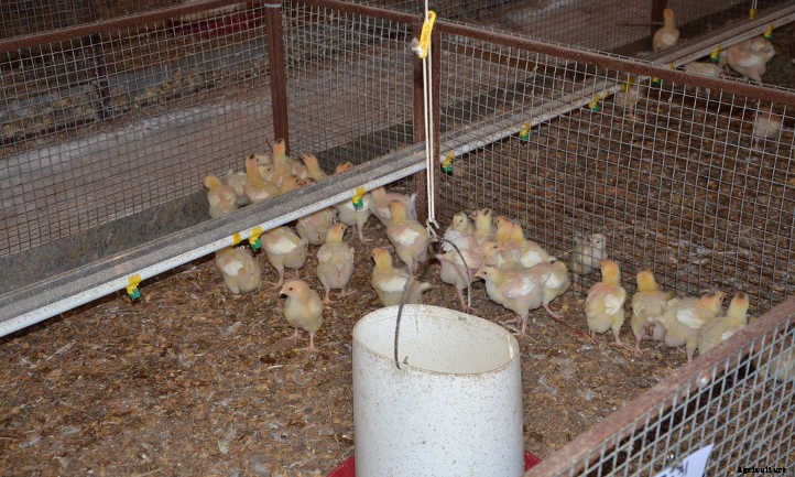 Chicken Manure: Turning Waste Into Quality Fertilizer