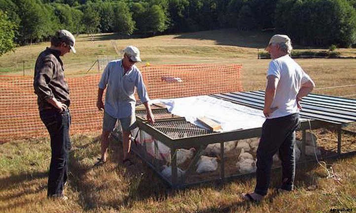 Chicken Manure: Turning Waste Into Quality Fertilizer