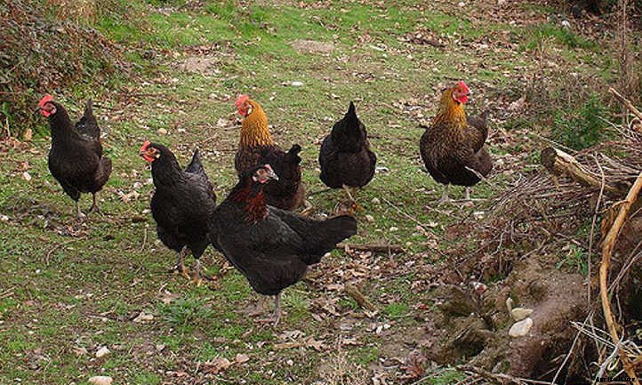 Chicken Manure: Turning Waste Into Quality Fertilizer