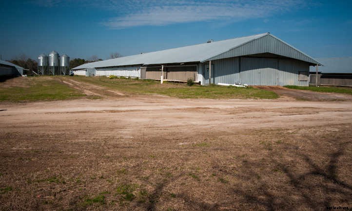 Chicken Manure: Turning Waste Into Quality Fertilizer