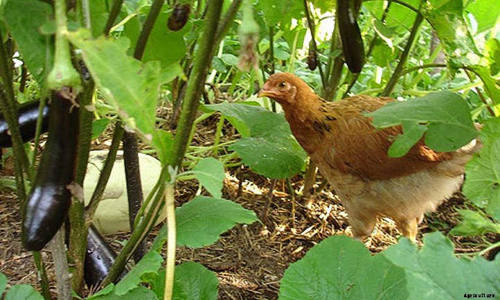 Chicken Manure: Turning Waste Into Quality Fertilizer