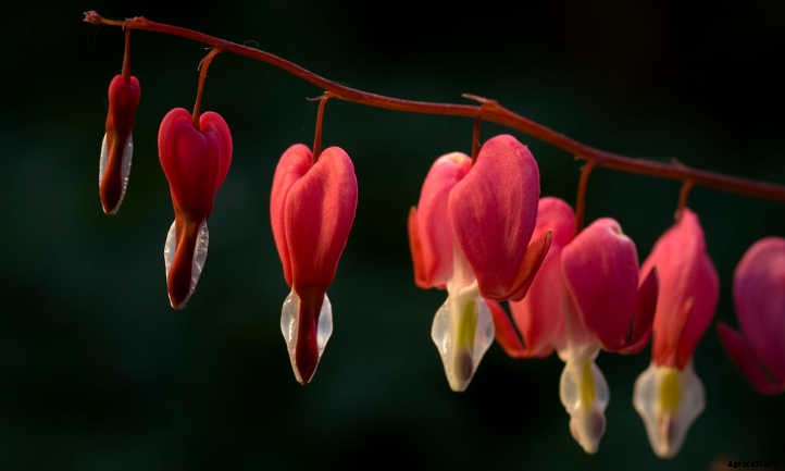 Bleeding Heart Flower: Dicentra Spectabilis Care