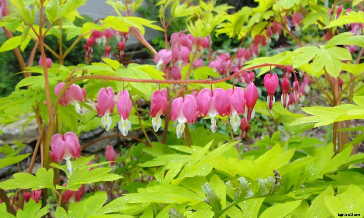 Bleeding Heart Flower: Dicentra Spectabilis Care